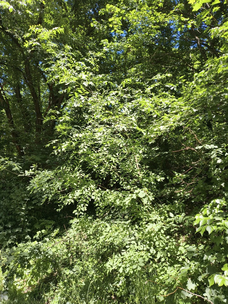 Fraxinus excelsior subsp. excelsior photo 2