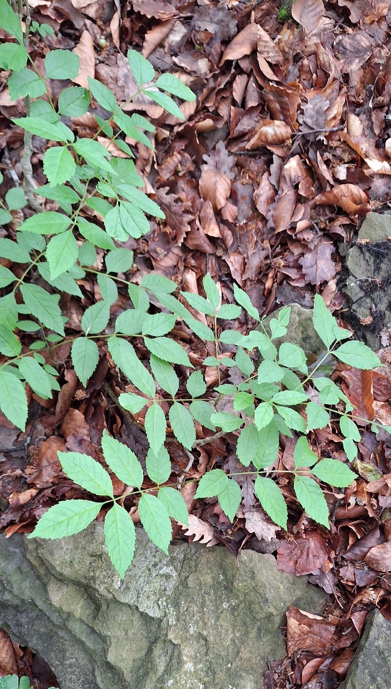 Fraxinus excelsior subsp. excelsior photo 3