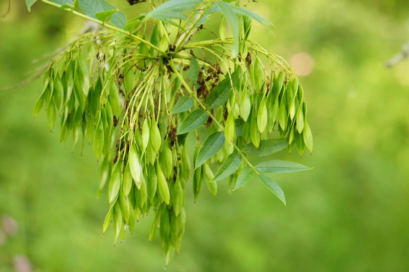 Fraxinus excelsior subsp. excelsior photo 4