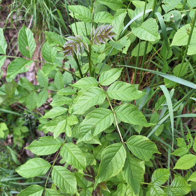 Fraxinus excelsior subsp. excelsior photo 5
