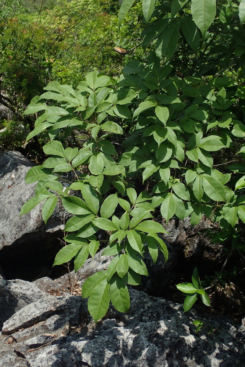 Fraxinus floribunda photo 3