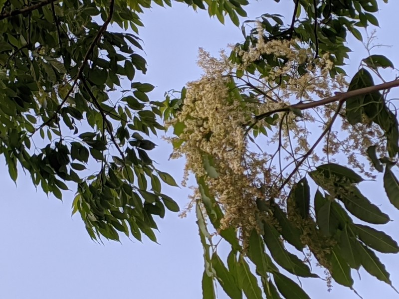 Fraxinus floribunda photo 4