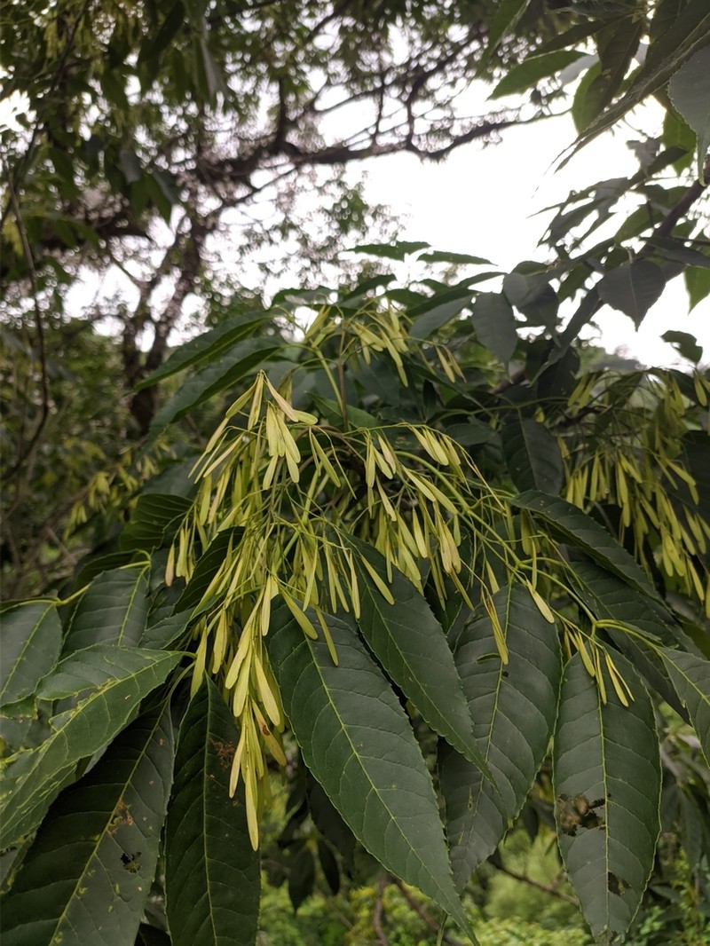 Fraxinus floribunda photo 5