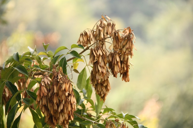 Fraxinus floribunda photo 6
