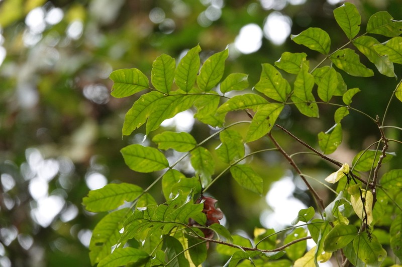 Fraxinus floribunda photo 7