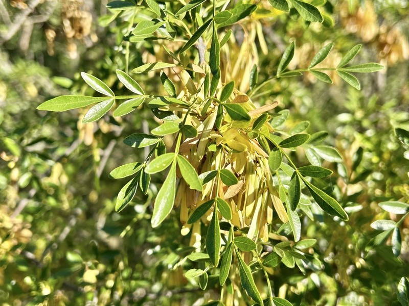 Goodding's Ash