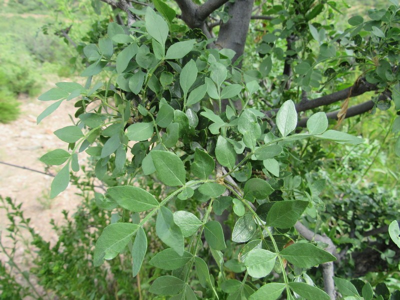Goodding's Ash photo 4