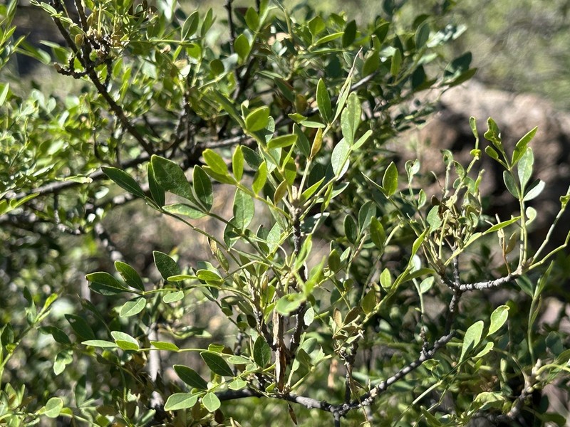 Goodding's Ash photo 5