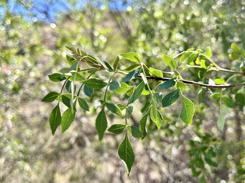 Goodding's Ash photo 6