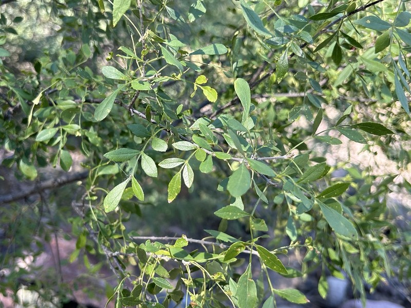 Goodding's Ash photo 7