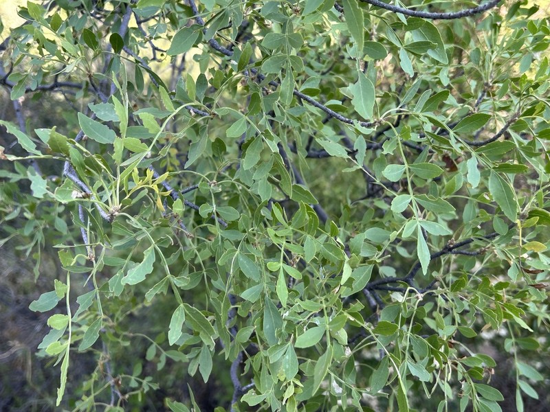 Goodding's Ash photo 8
