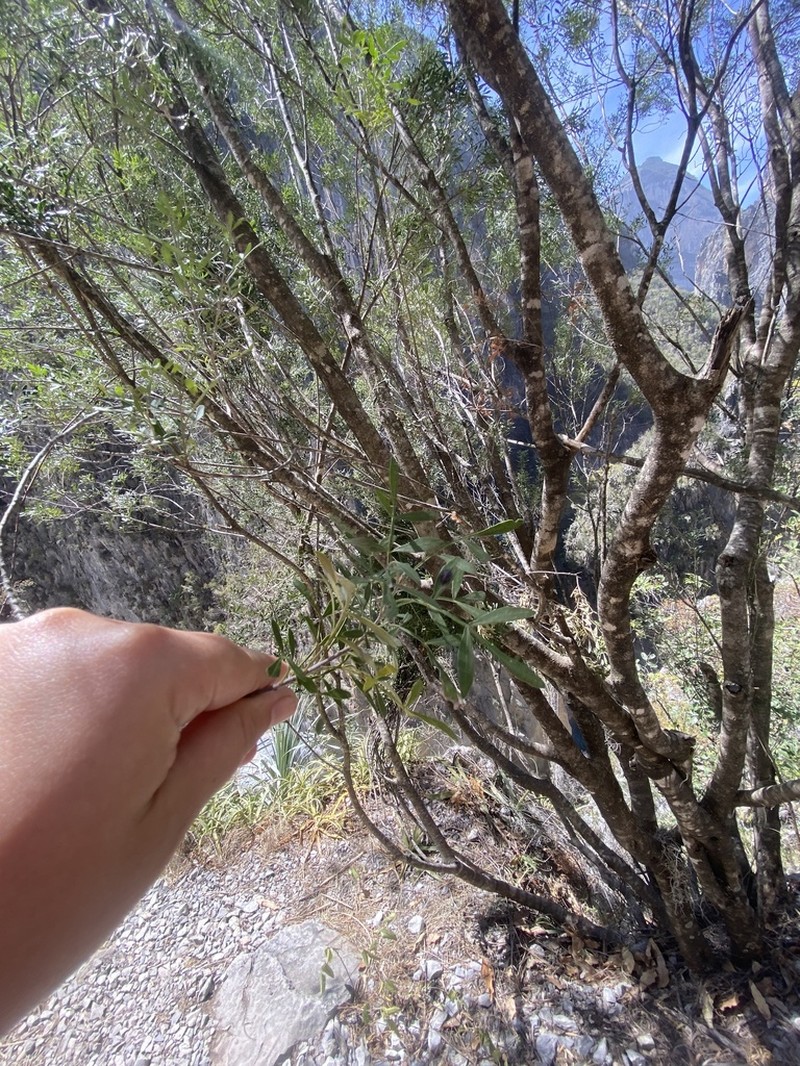 Gregg's Ash photo 2