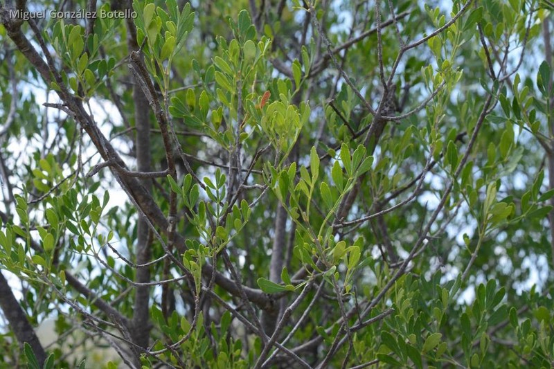 Gregg's Ash photo 6