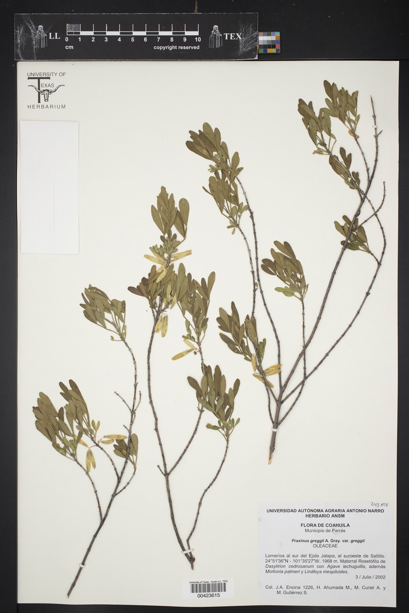 Fraxinus greggii var. greggii photo 2