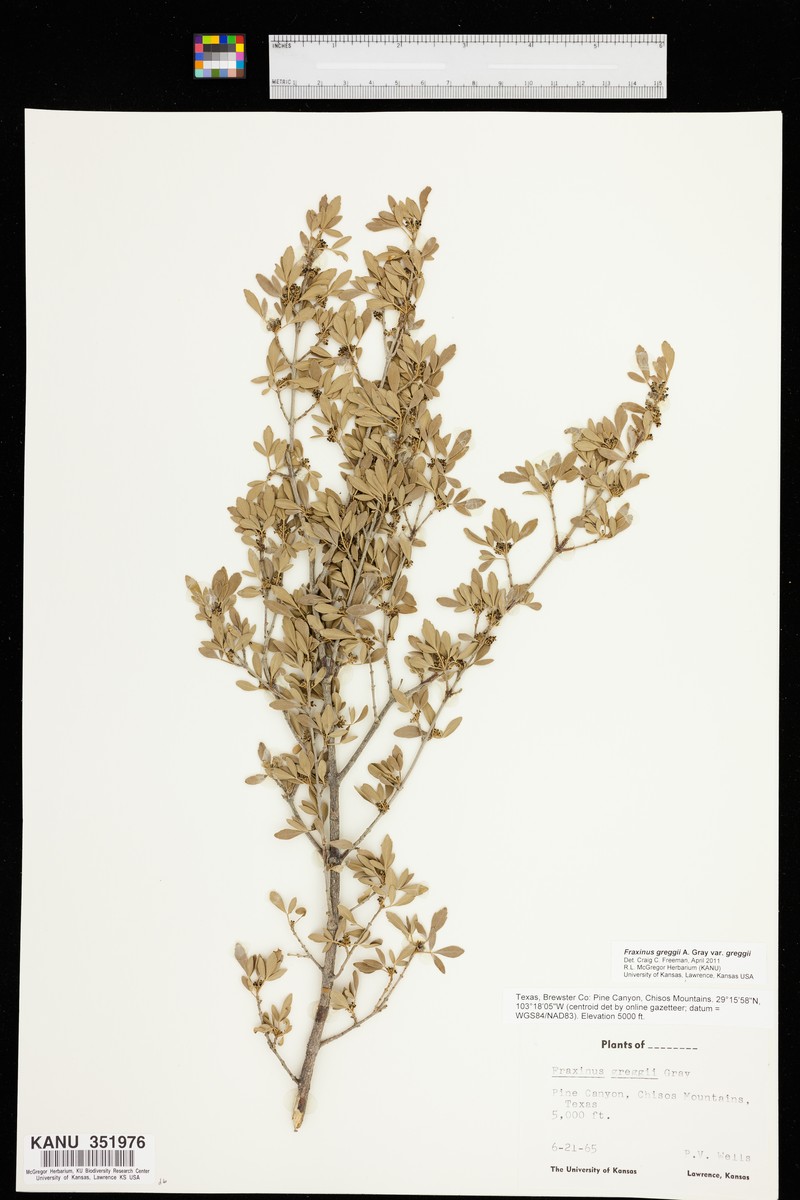 Fraxinus greggii var. greggii