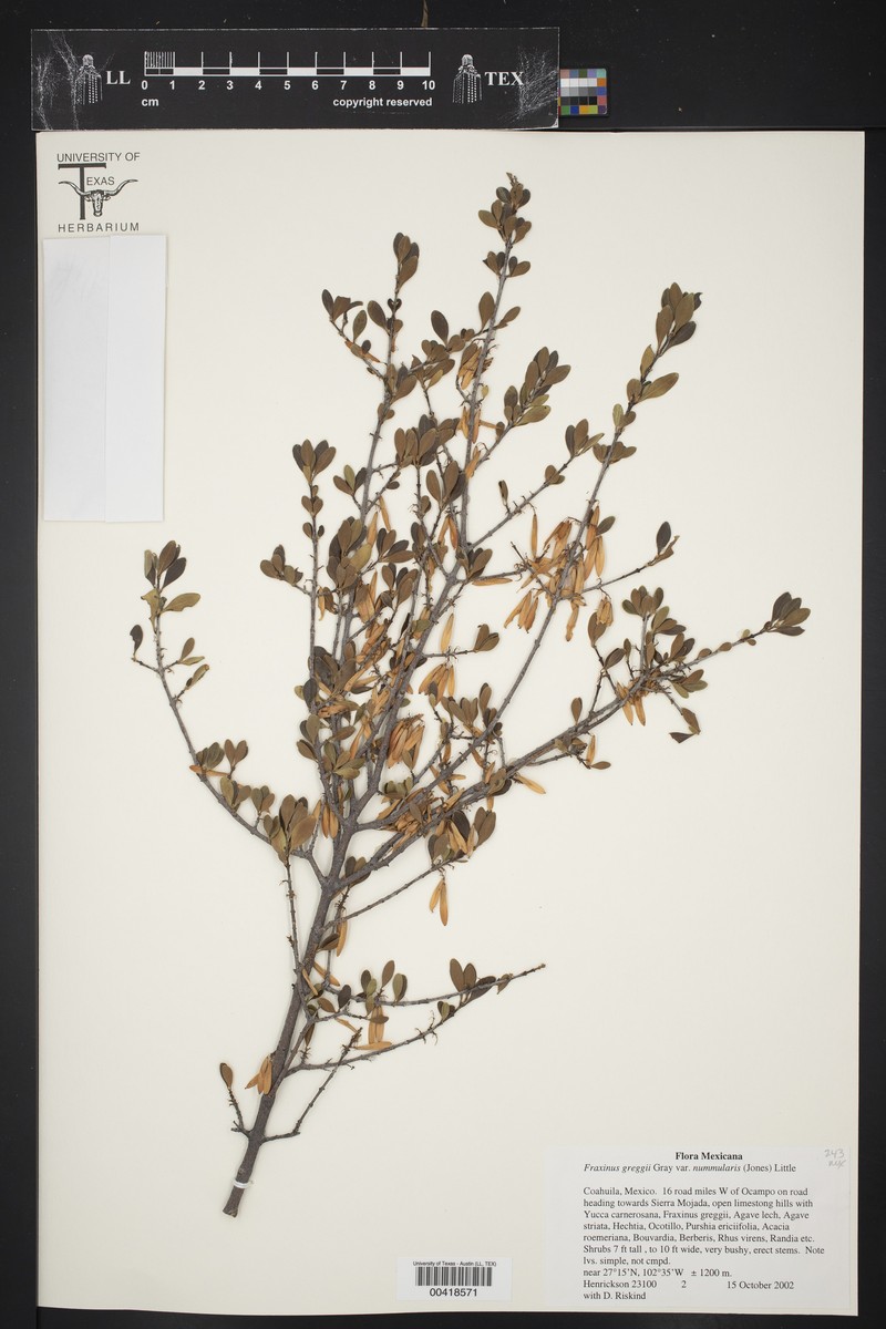Fraxinus greggii var. nummularis photo 2