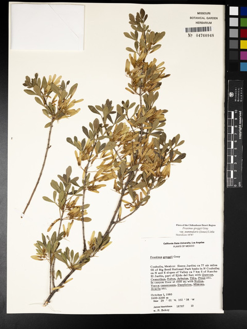 Fraxinus greggii var. nummularis