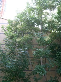 Fraxinus griffithii