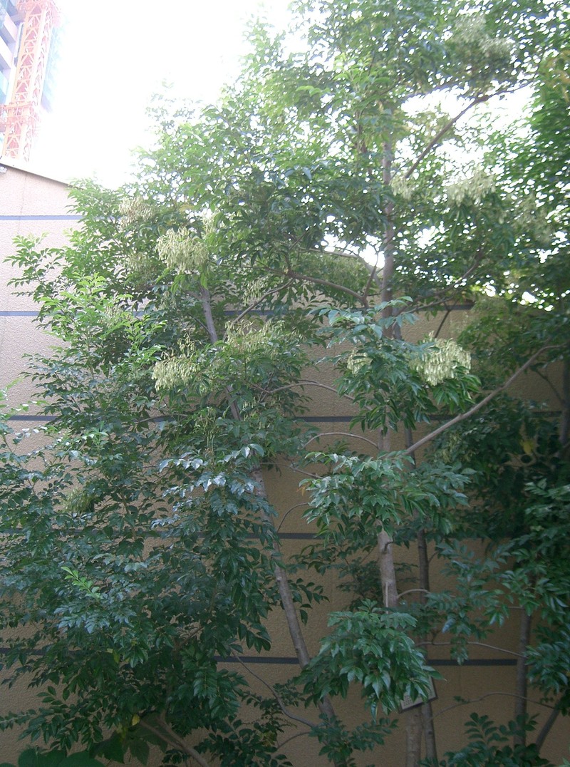 Fraxinus griffithii