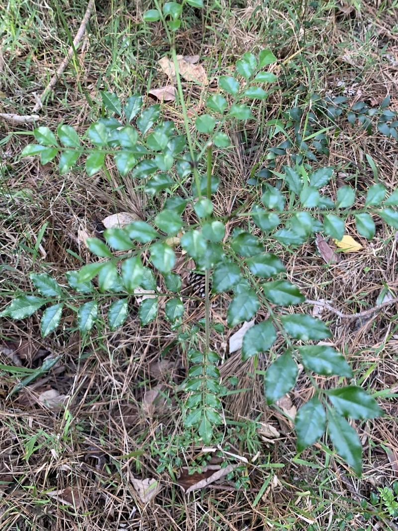 Fraxinus griffithii photo 2