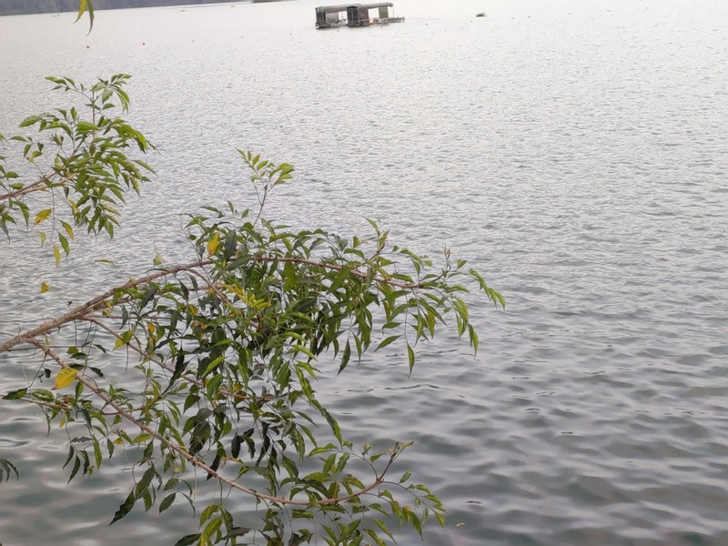 Fraxinus griffithii photo 3
