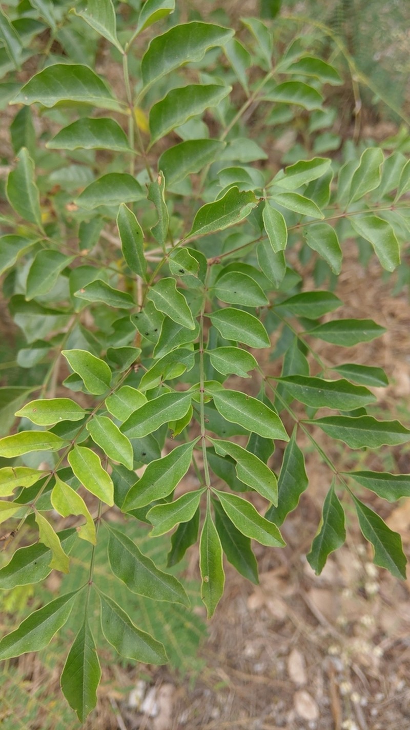 Fraxinus griffithii photo 5