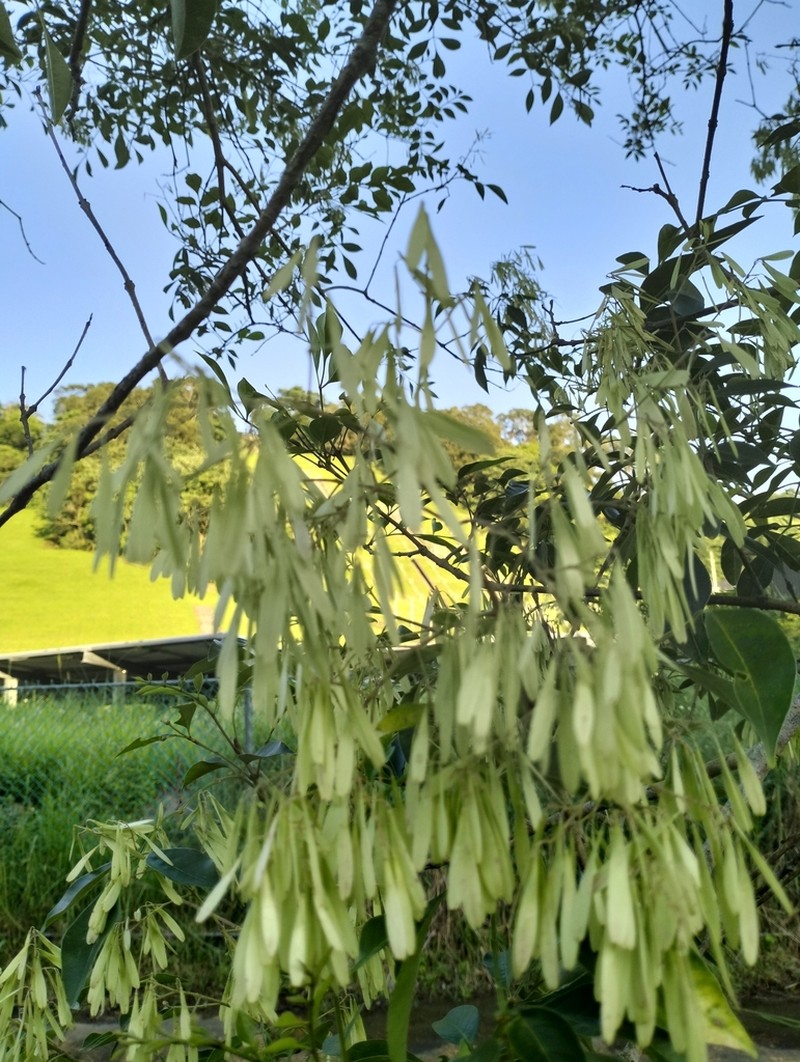 Fraxinus griffithii photo 6