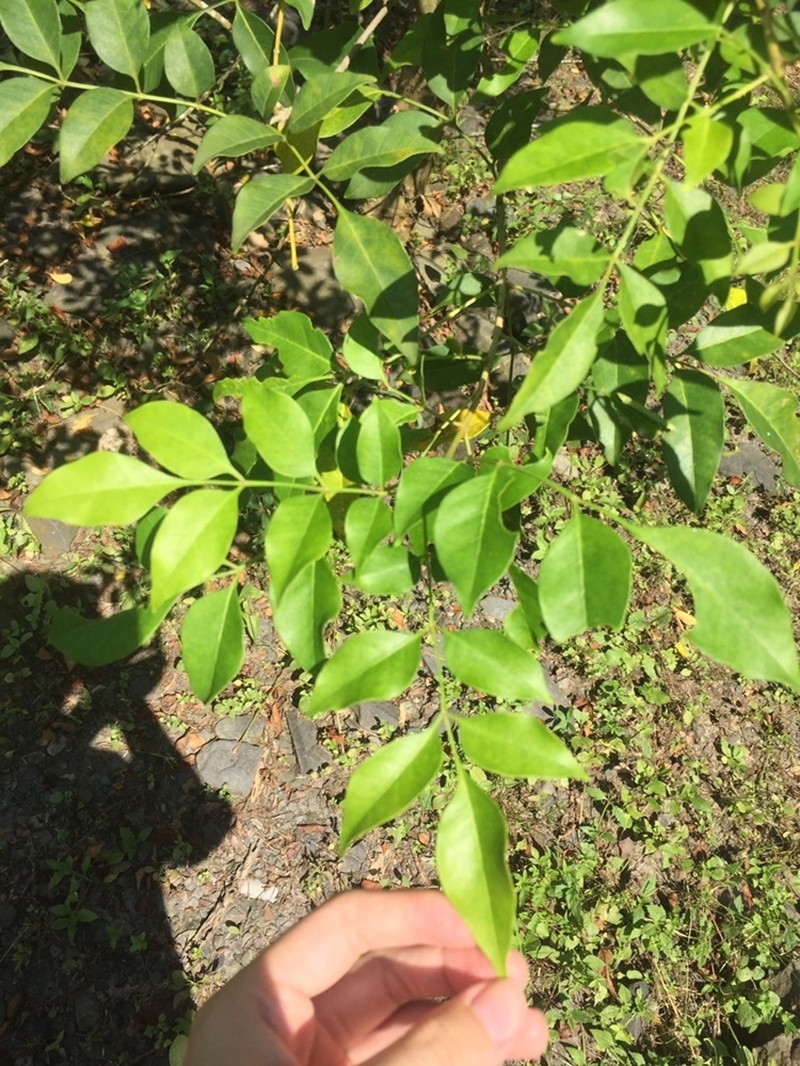 Fraxinus griffithii photo 7