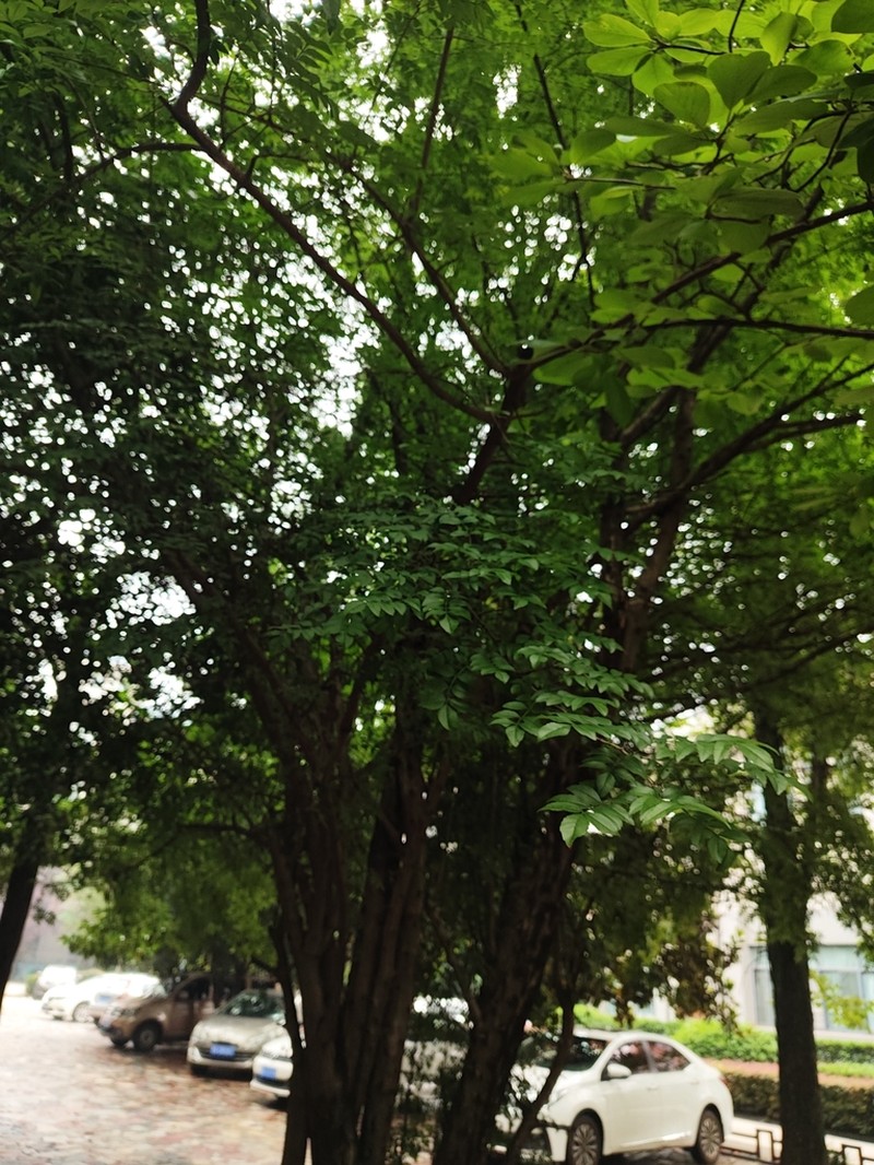 Fraxinus hubeiensis