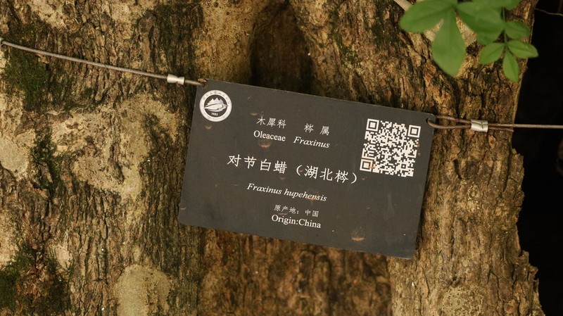 Fraxinus hubeiensis photo 2