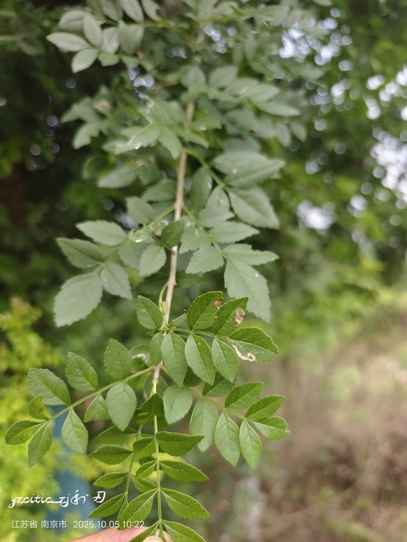 Fraxinus hubeiensis photo 3