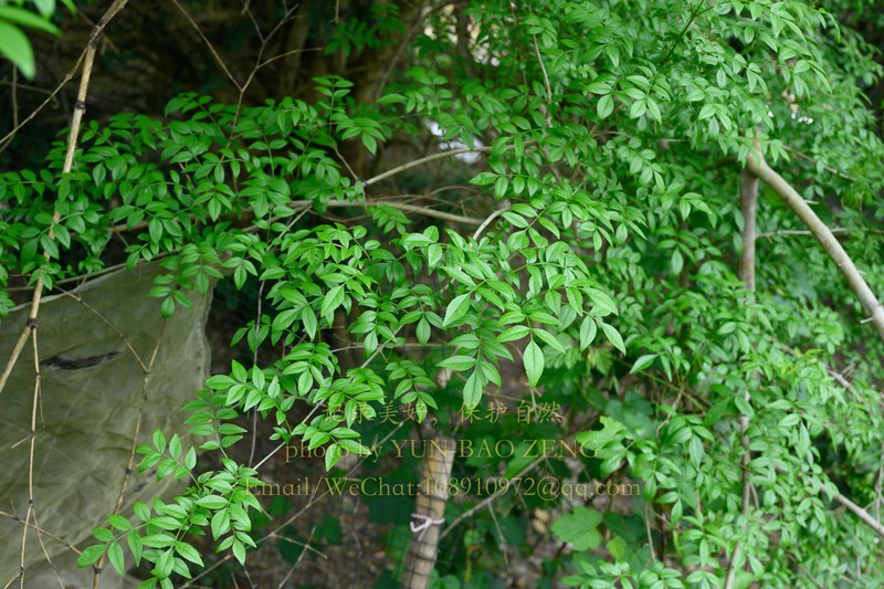 Fraxinus hubeiensis photo 4