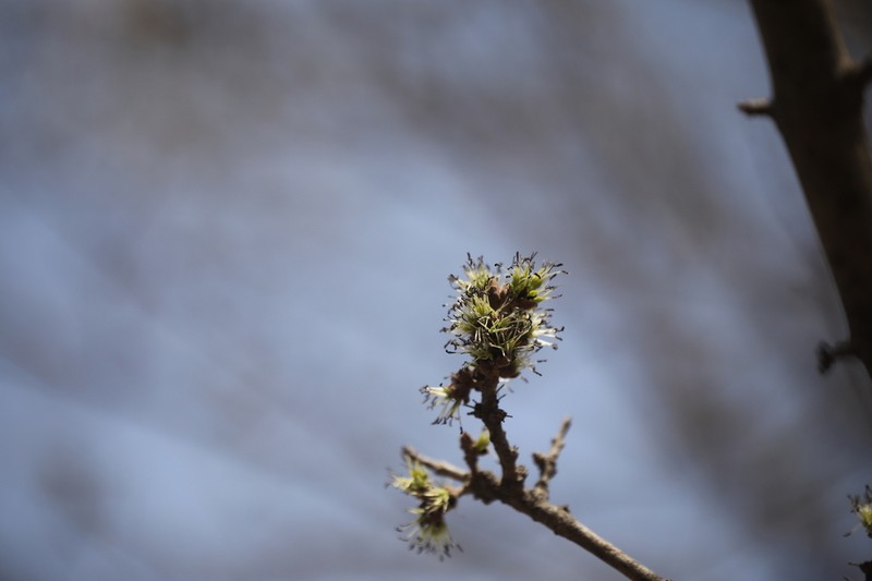 Fraxinus hubeiensis photo 5