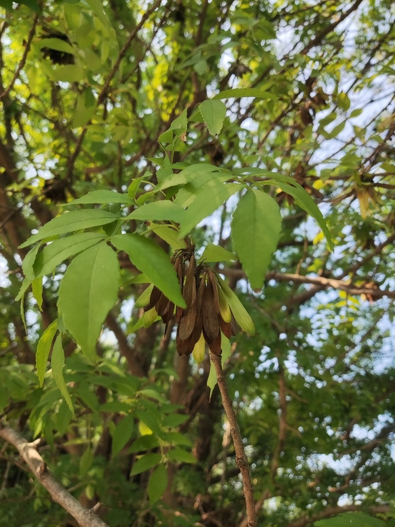 Fraxinus hubeiensis photo 6