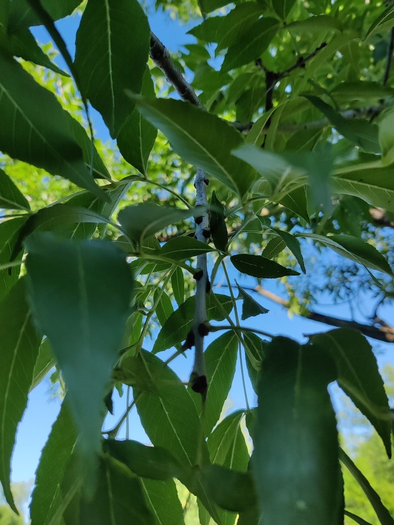 Fraxinus hubeiensis photo 7