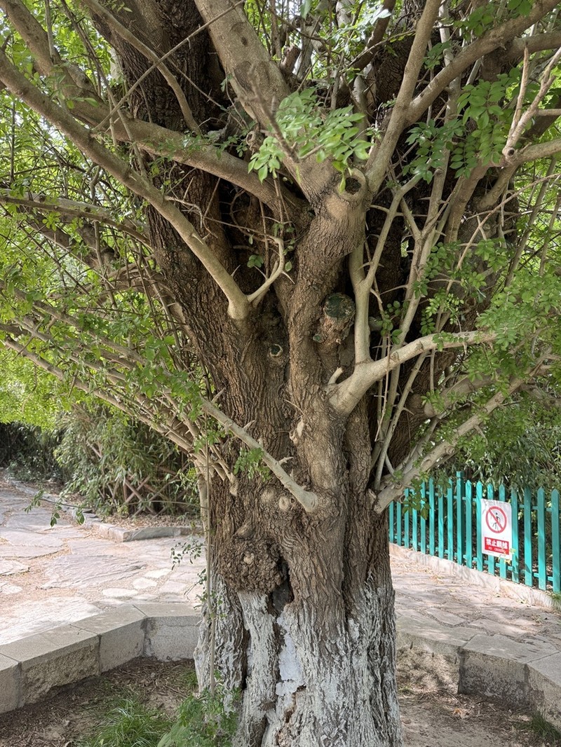 Fraxinus hubeiensis photo 8