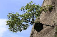 Fraxinus insularis