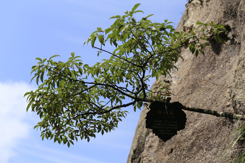 Fraxinus insularis