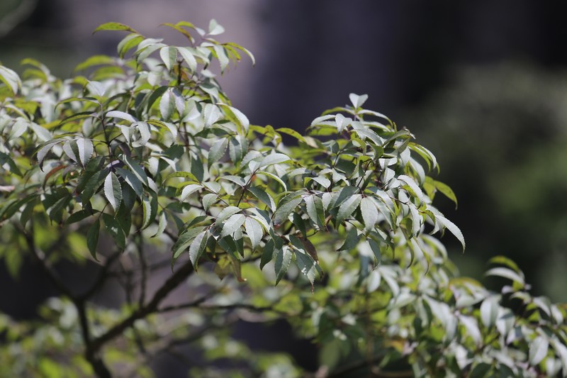 Fraxinus insularis photo 2