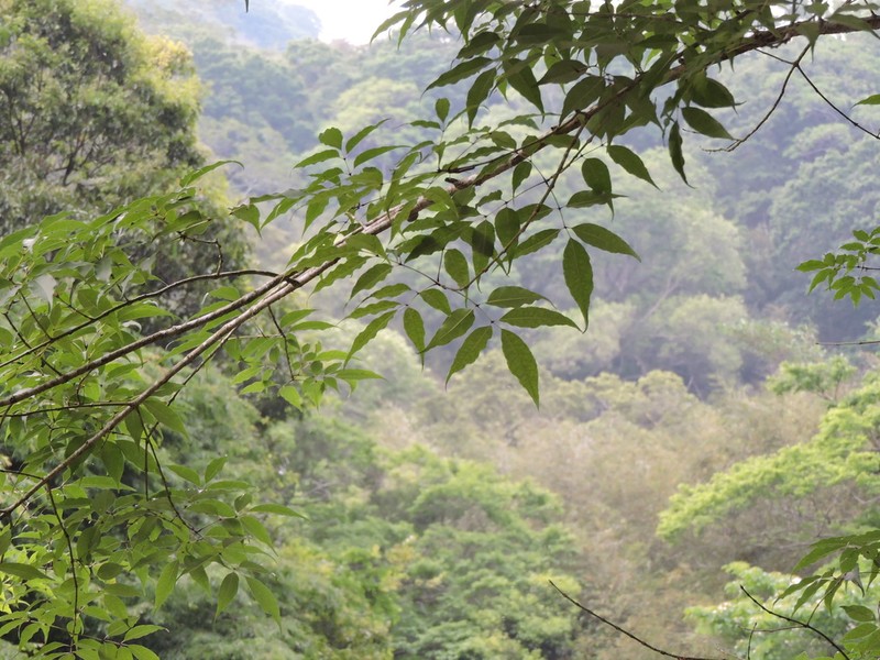 Fraxinus insularis photo 3
