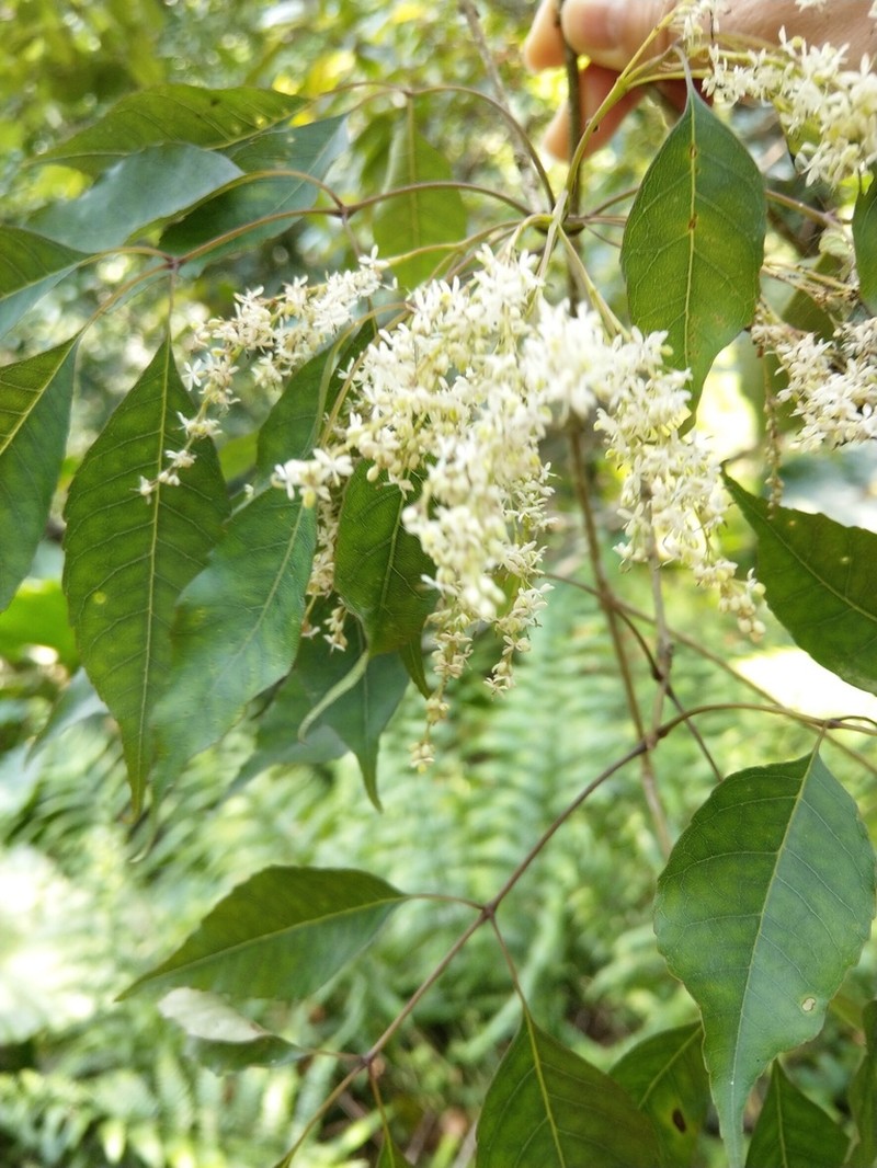 Fraxinus insularis photo 4
