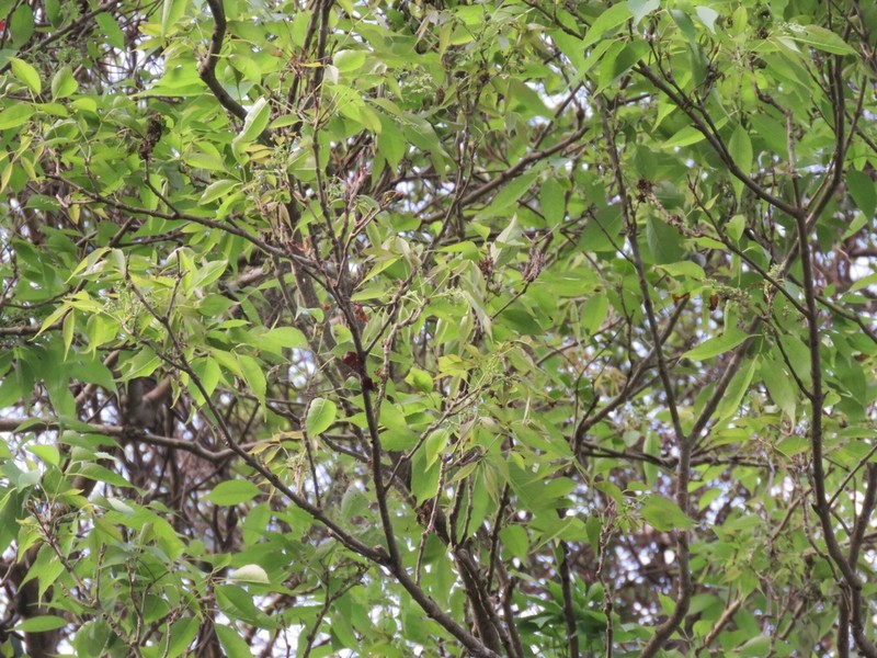 Fraxinus insularis photo 5
