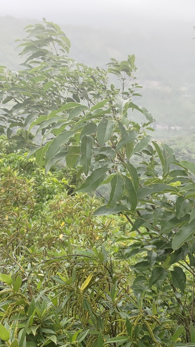 Fraxinus insularis photo 6