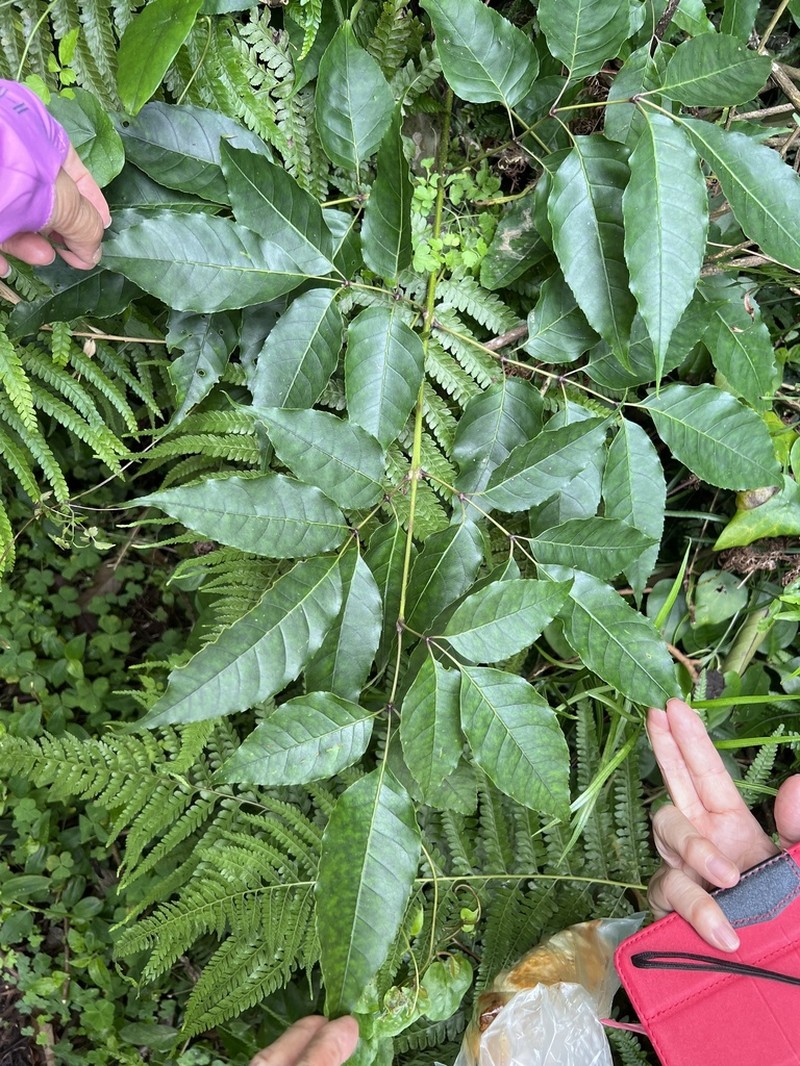 Fraxinus insularis photo 7