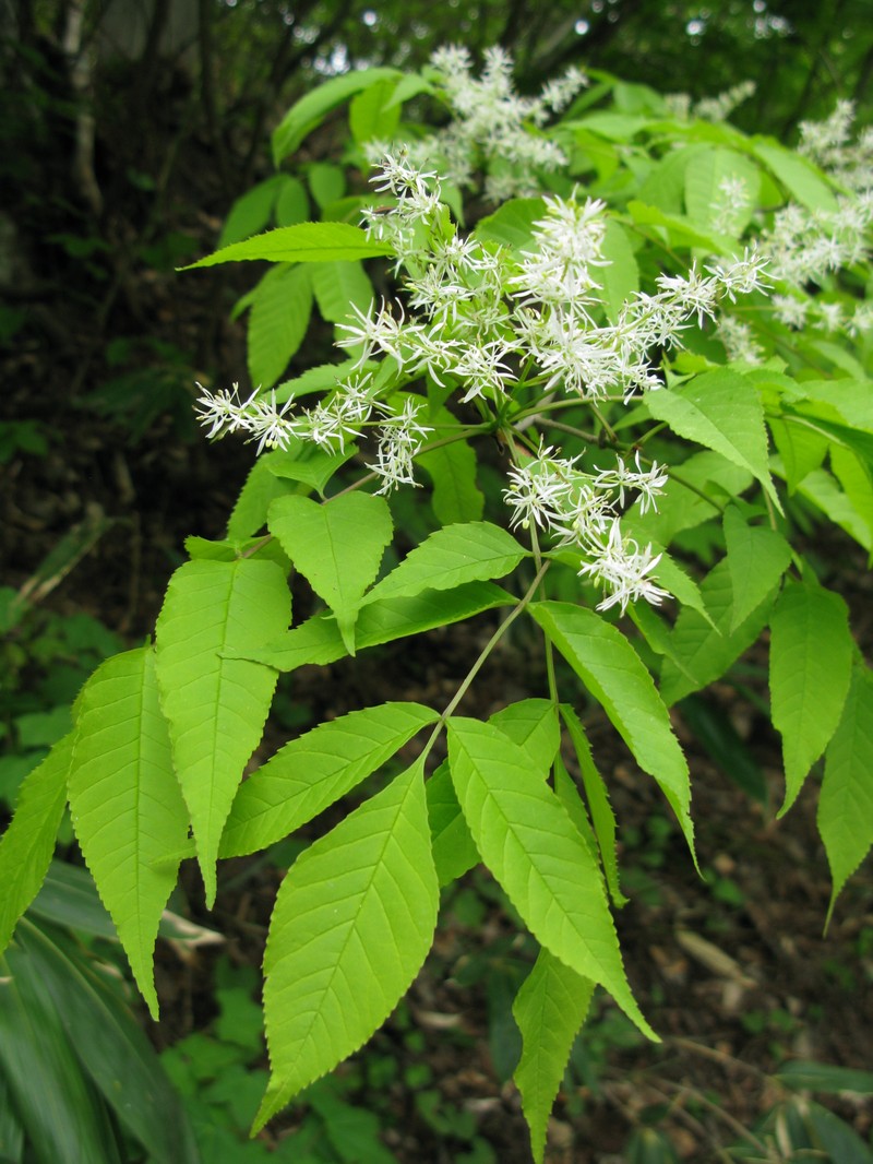 Fraxinus lanuginosa