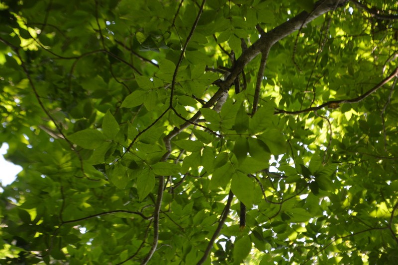 Fraxinus lanuginosa photo 2