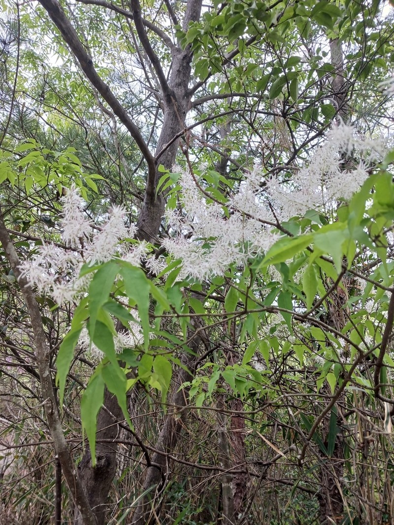 Fraxinus lanuginosa photo 3