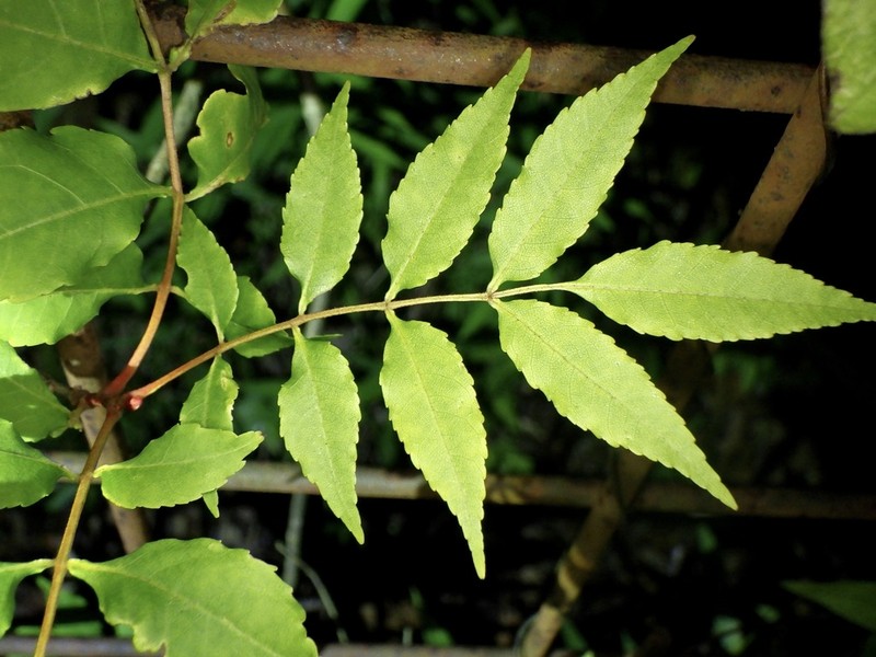 Fraxinus lanuginosa photo 4