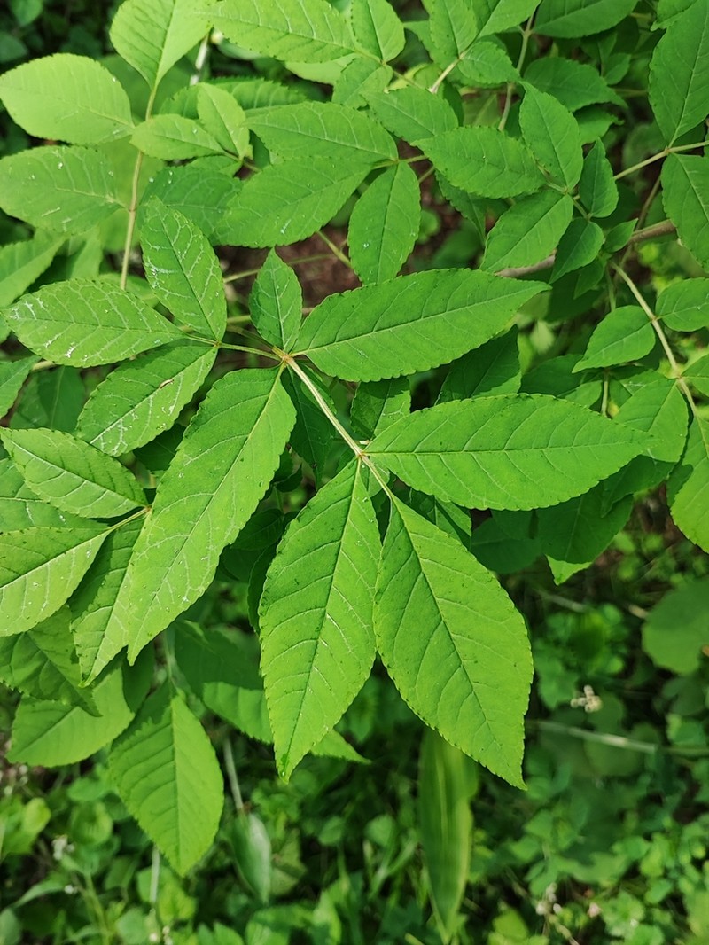 Fraxinus lanuginosa photo 5