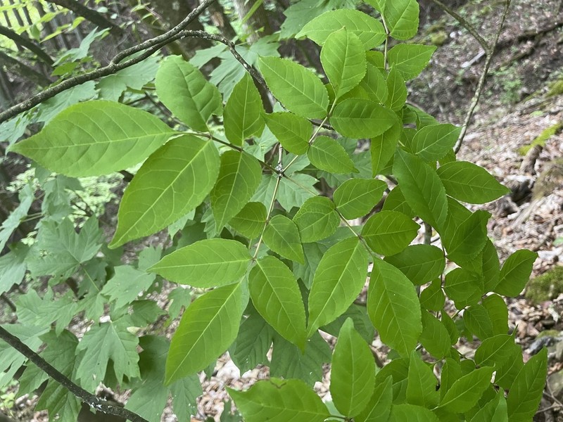 Fraxinus lanuginosa photo 6